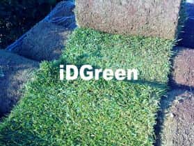 IDGREEN ZOYSIA PARC (JAPONICA)